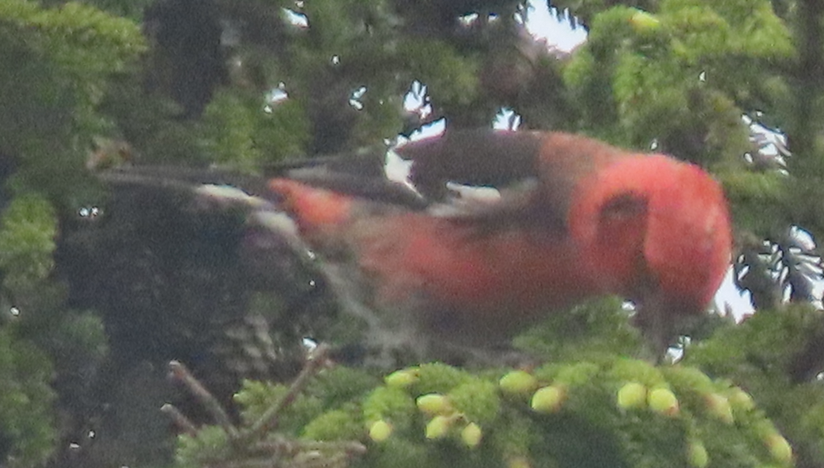 White-winged Crossbill - ML620685461