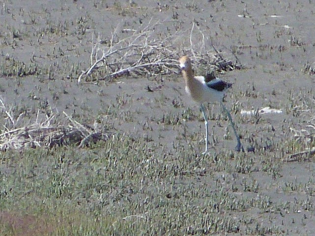 American Avocet - ML620685468