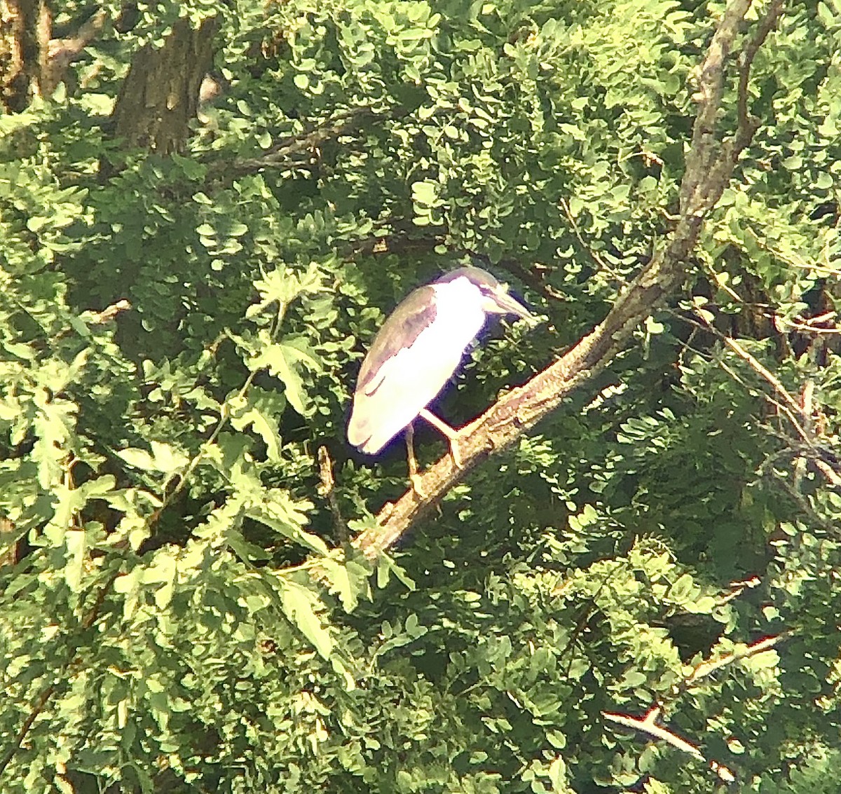 Black-crowned Night Heron - KZ F