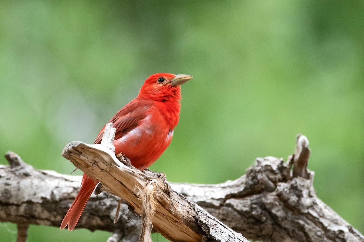 Summer Tanager - Nate Gowan