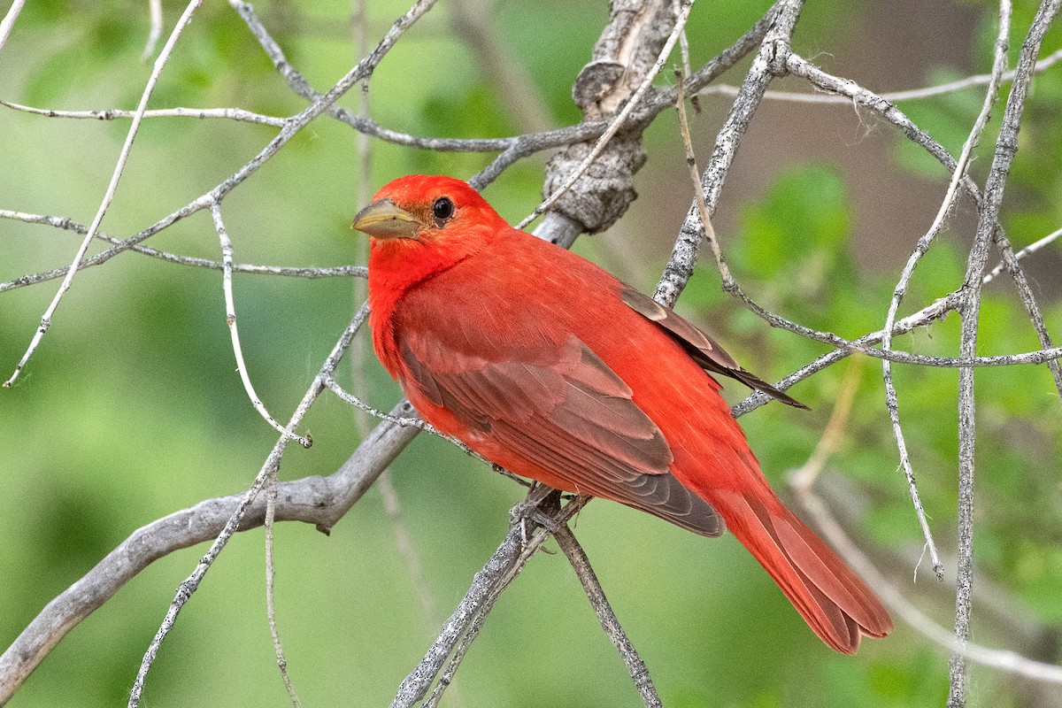 Summer Tanager - ML620685477