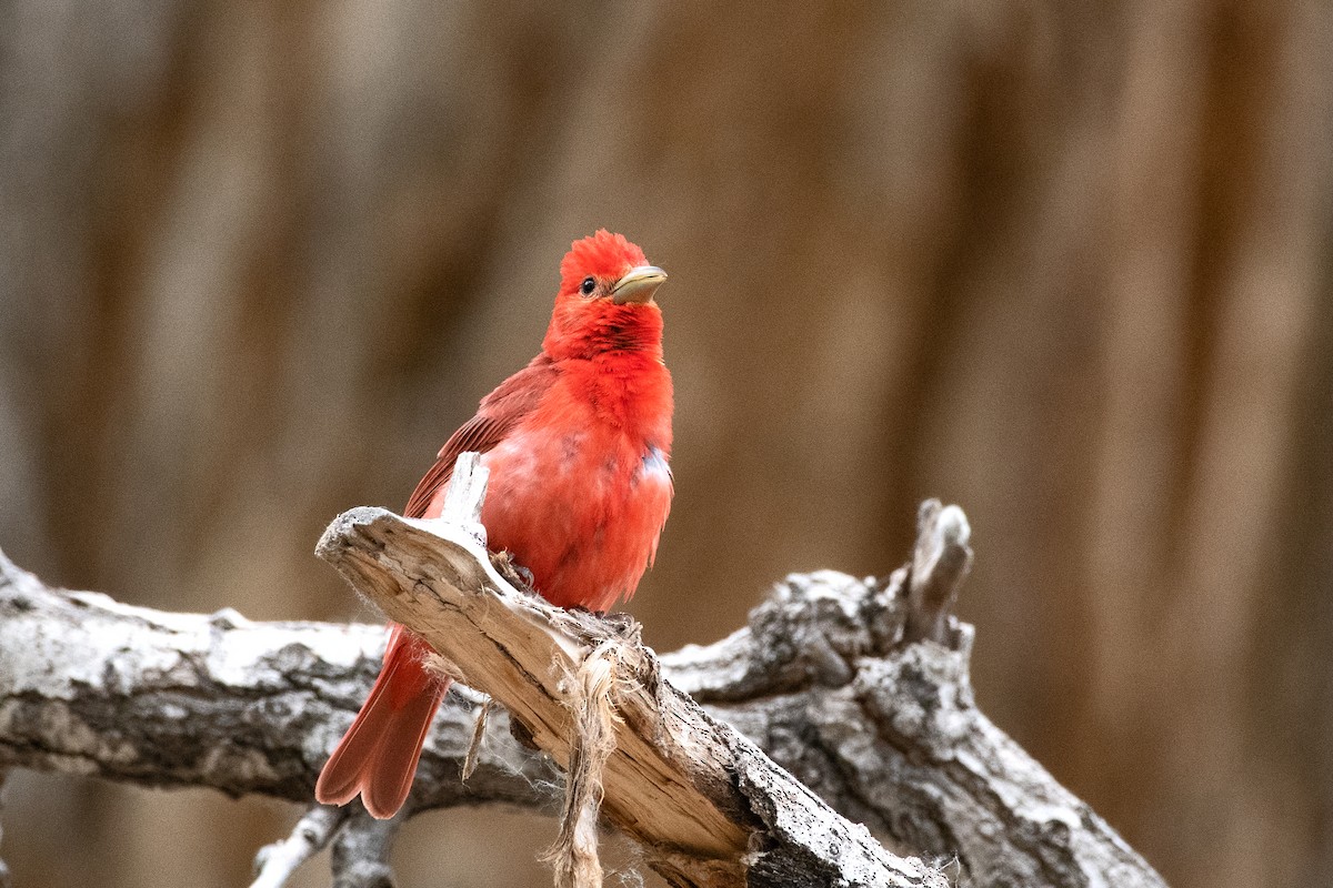 Summer Tanager - ML620685478