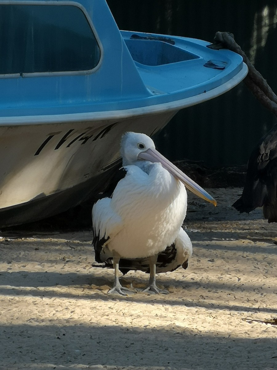 Австралийский пеликан - ML620685479