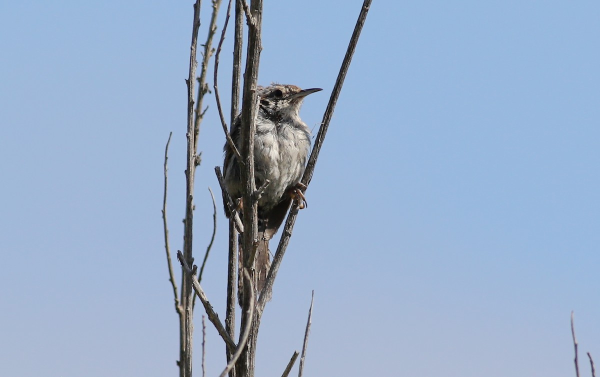 Bewick's Wren - ML620685480