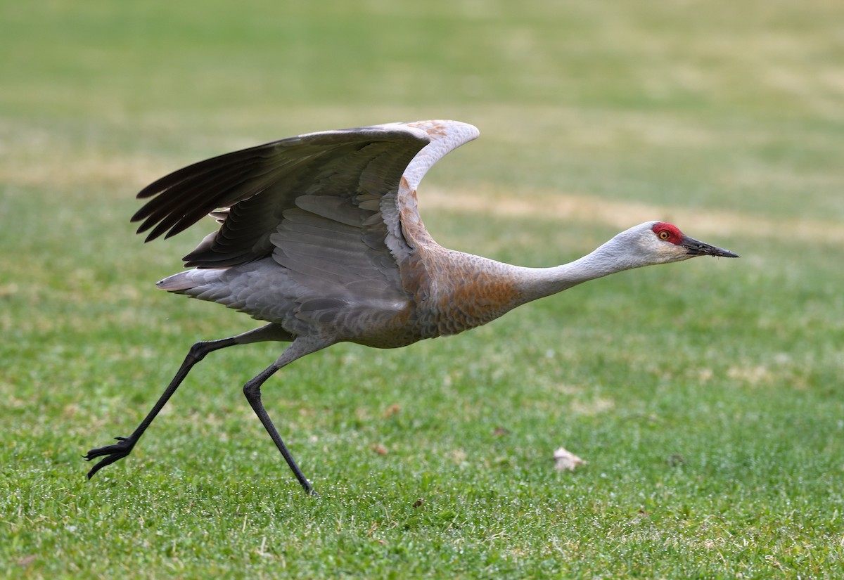 Sandhill Crane - ML620685482