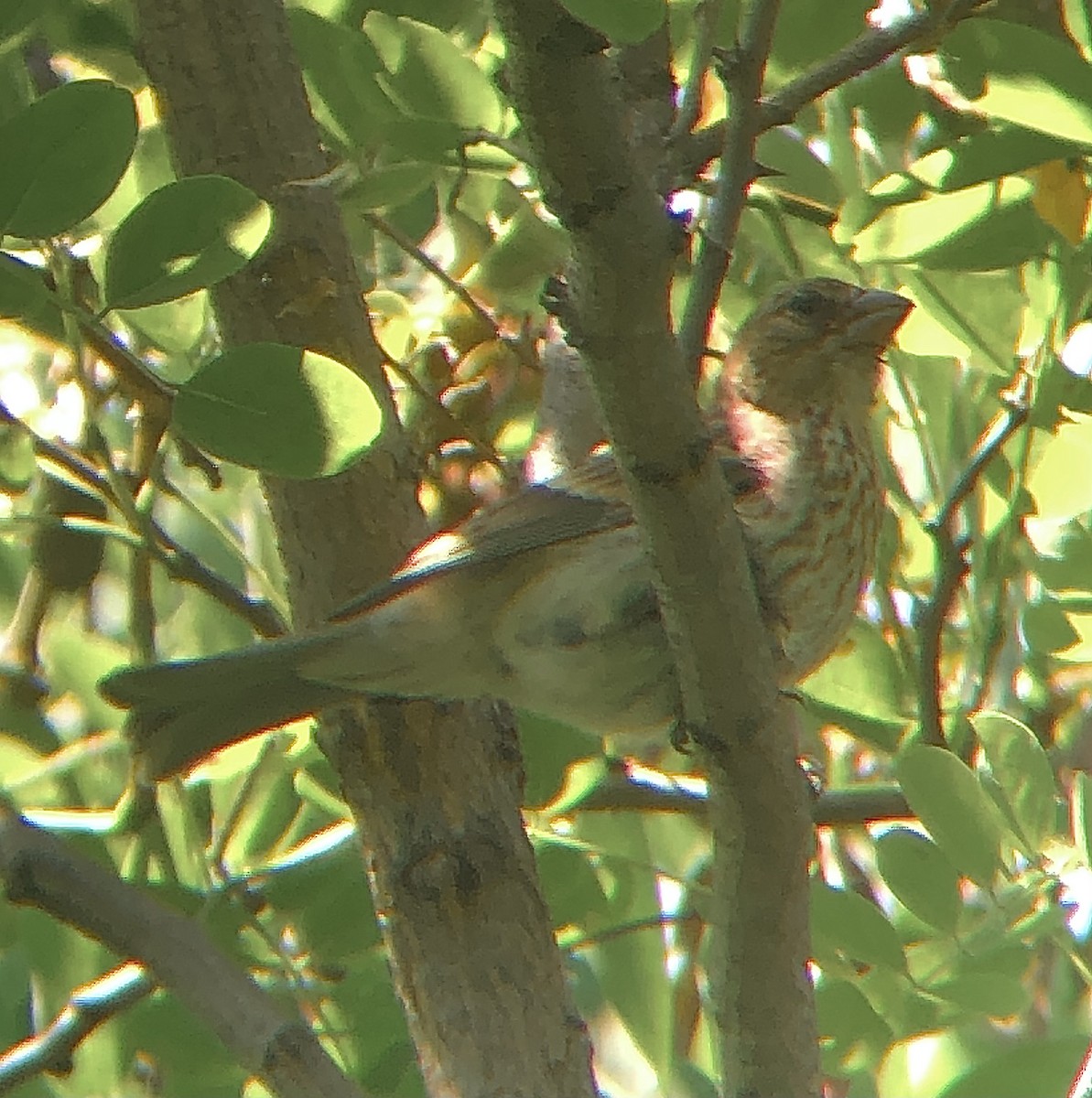 House Finch - ML620685483