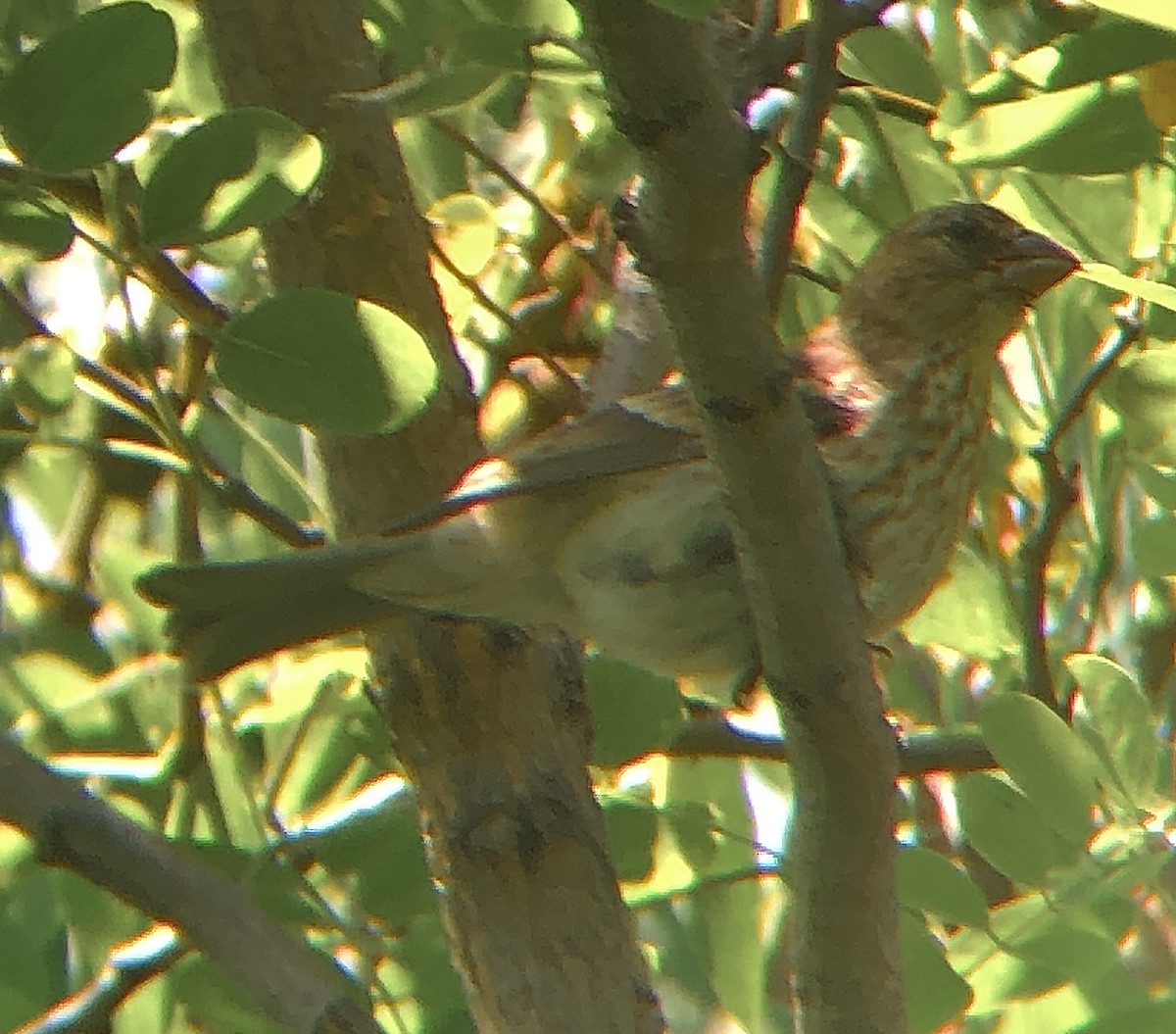 House Finch - ML620685484