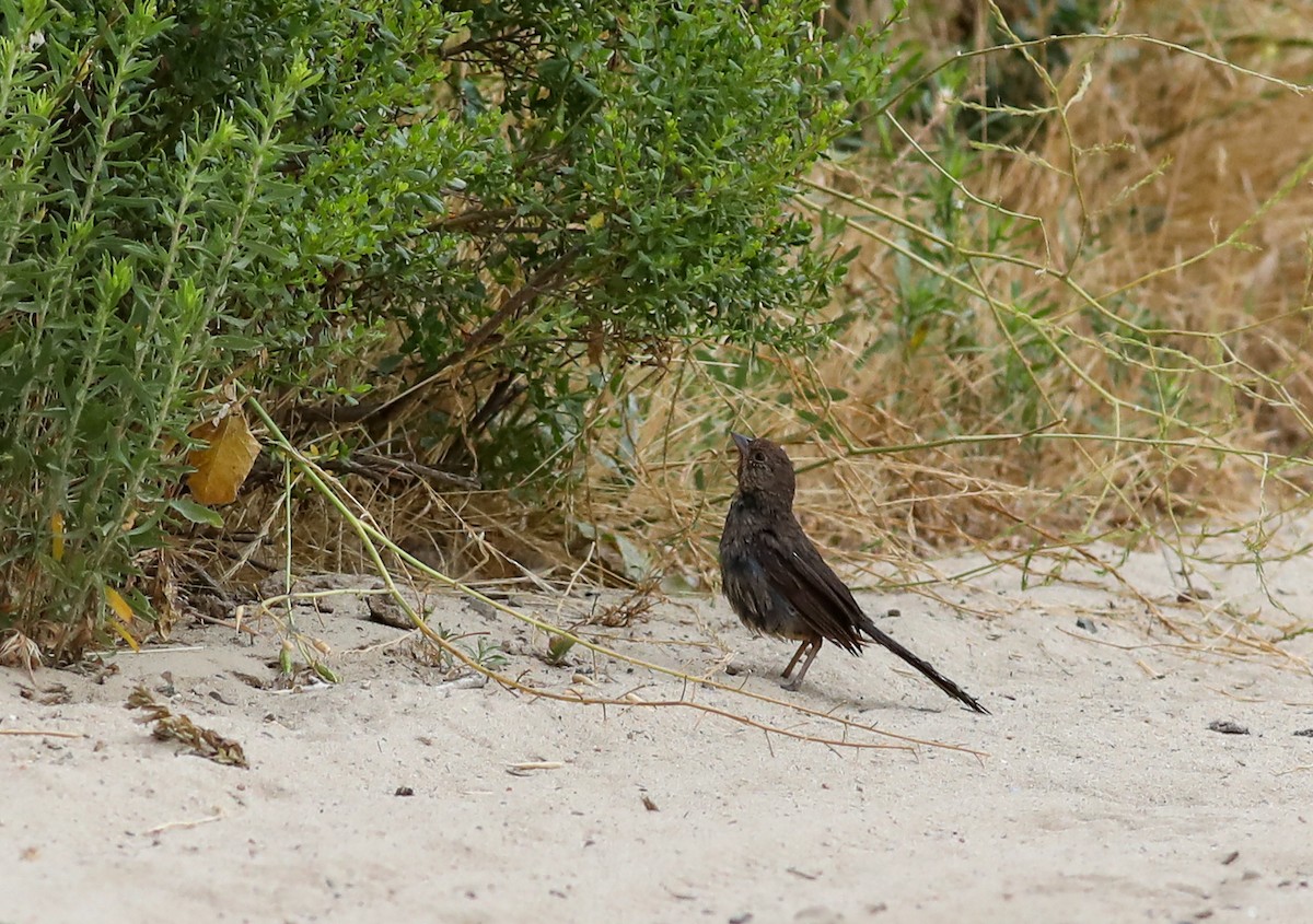 California Towhee - ML620685489