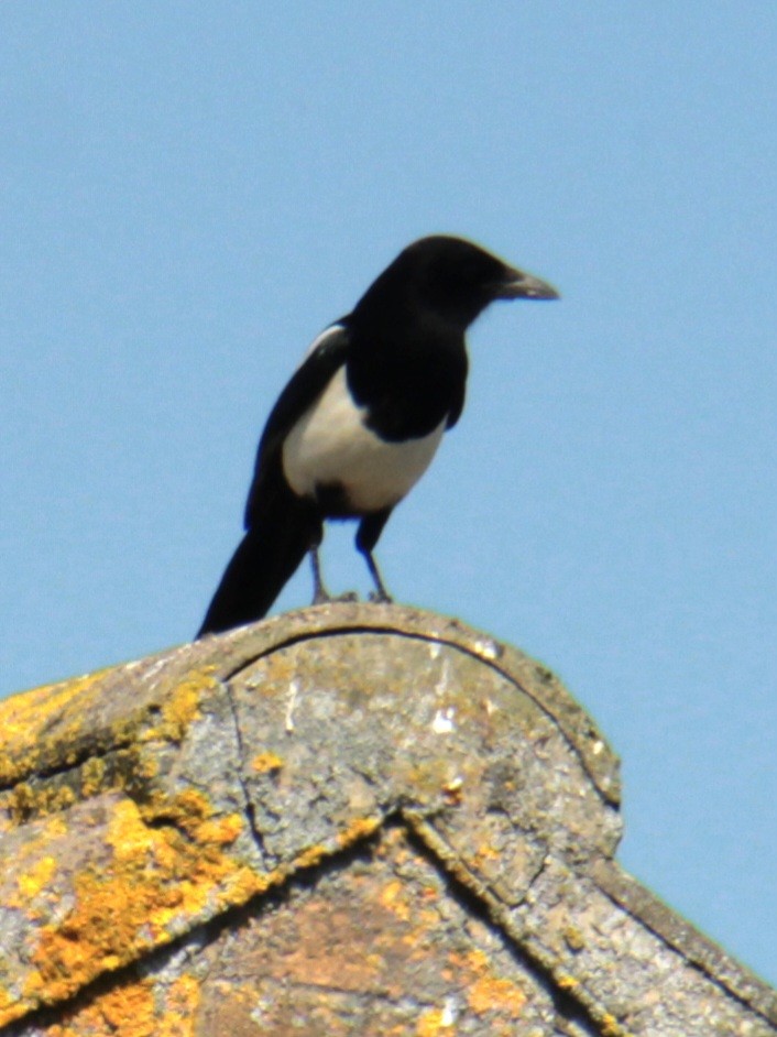 Eurasian Magpie (Eurasian) - ML620685492