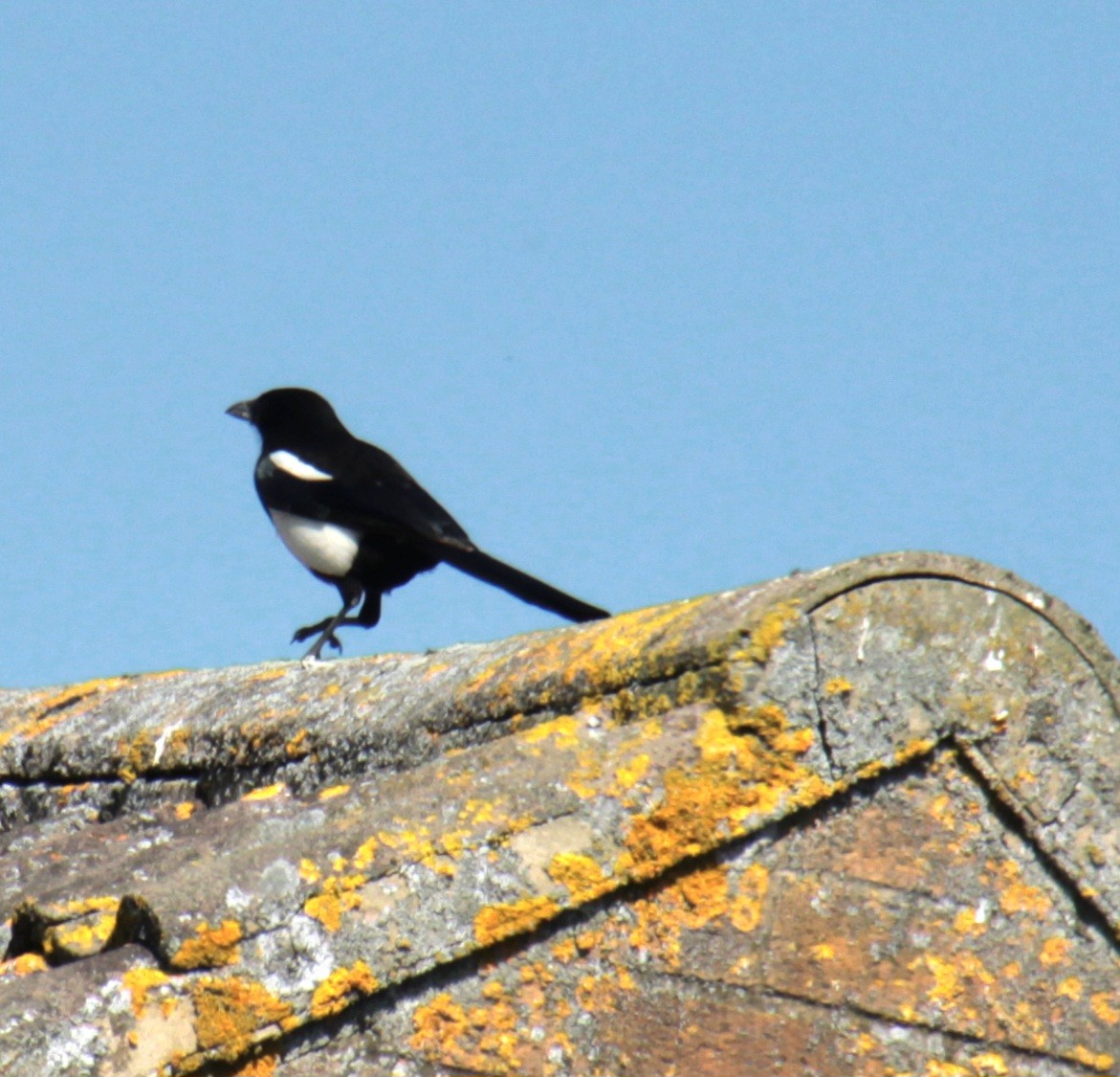 Eurasian Magpie (Eurasian) - ML620685495