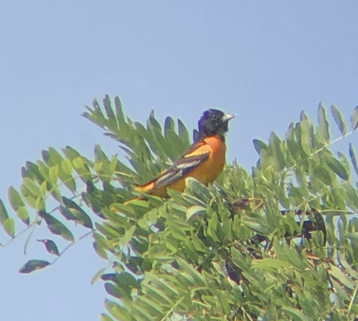 Baltimore Oriole - ML620685498