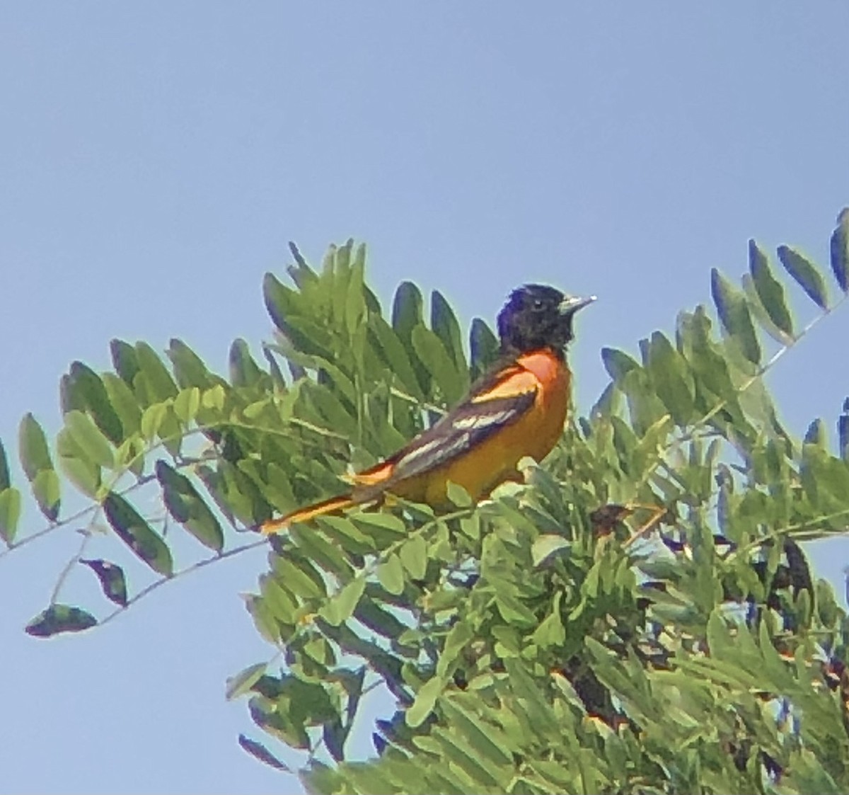 Baltimore Oriole - ML620685499