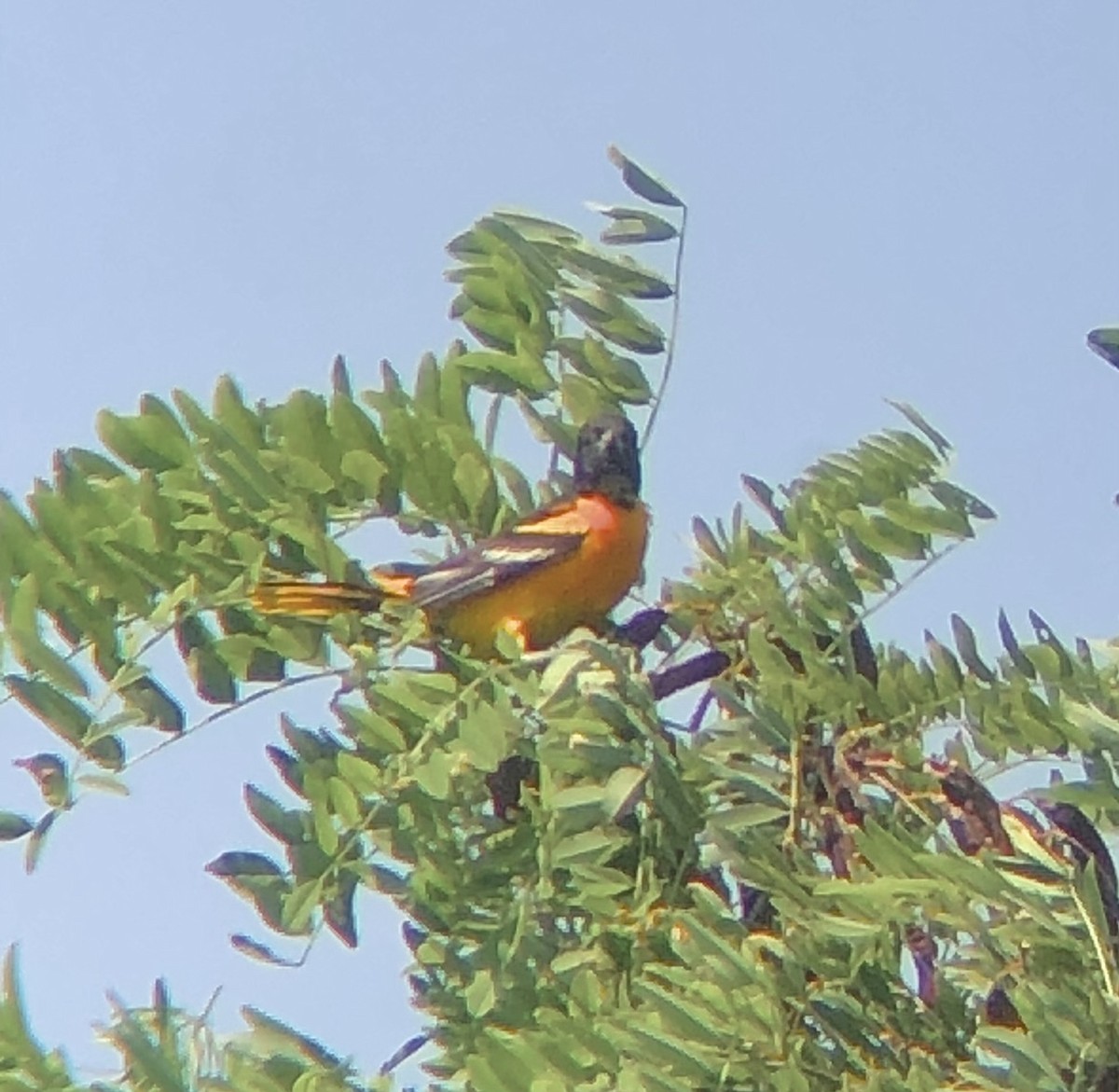 Baltimore Oriole - ML620685501