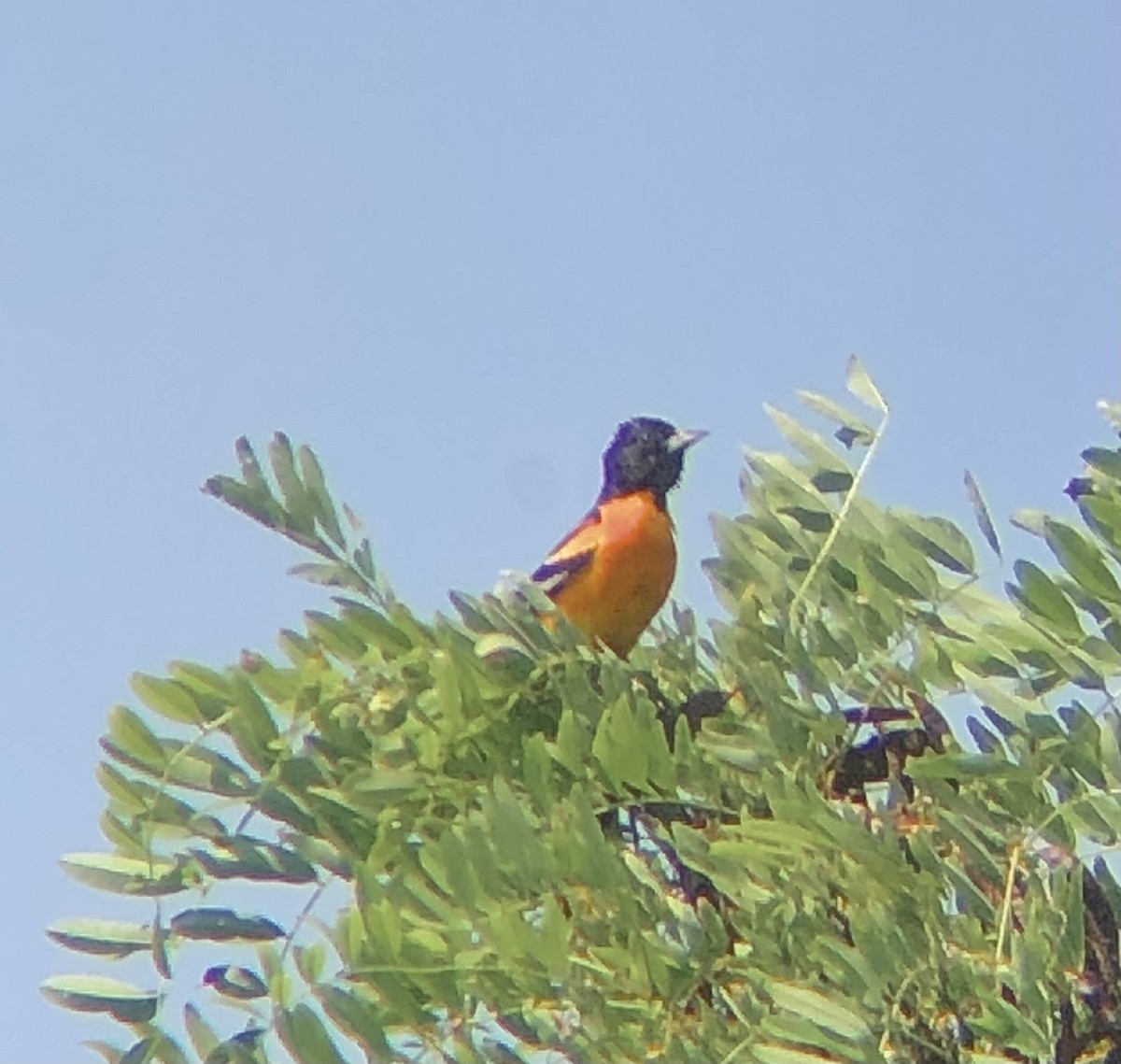 Baltimore Oriole - ML620685502