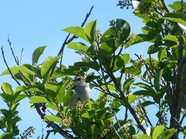 Clay-colored Sparrow - ML620685505