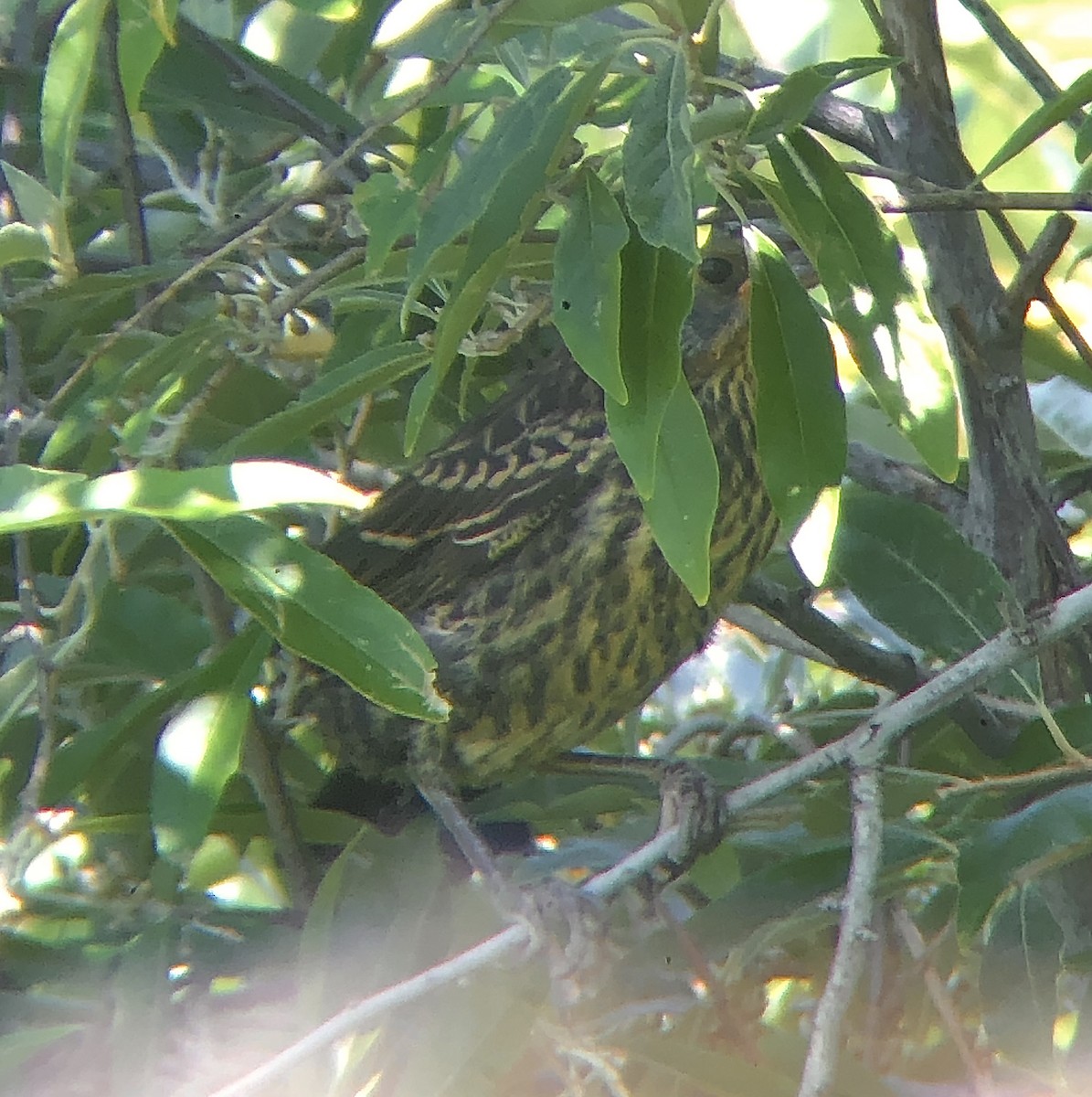 Red-winged Blackbird (Red-winged) - ML620685509