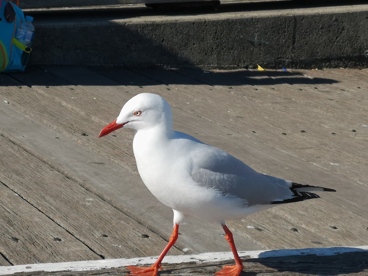 Mouette argentée - ML620685511