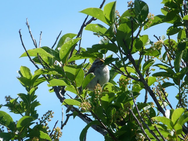 Clay-colored Sparrow - ML620685512