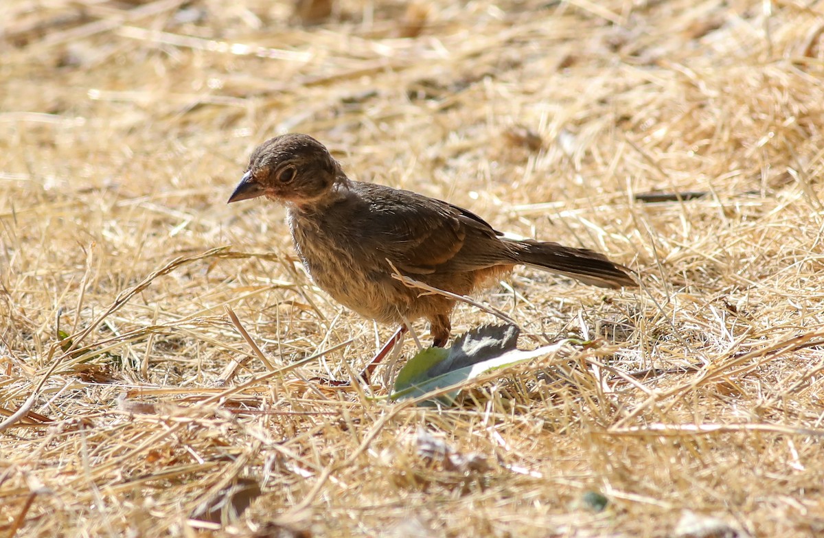 California Towhee - ML620685513