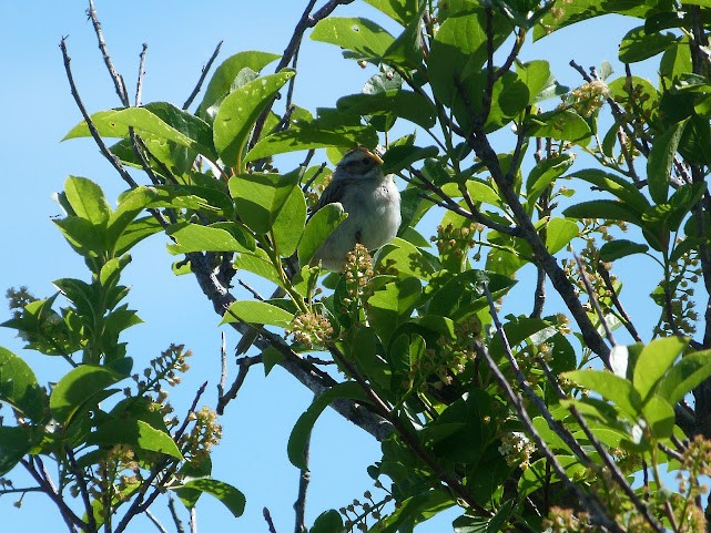 Clay-colored Sparrow - ML620685518