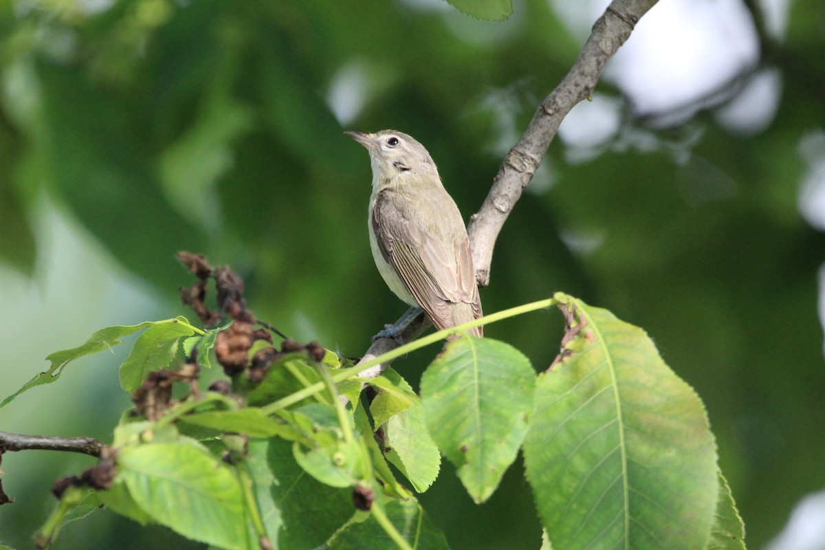 Warbling Vireo - ML620685519