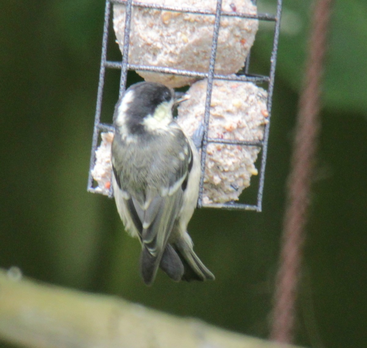 Coal Tit (British) - ML620685520