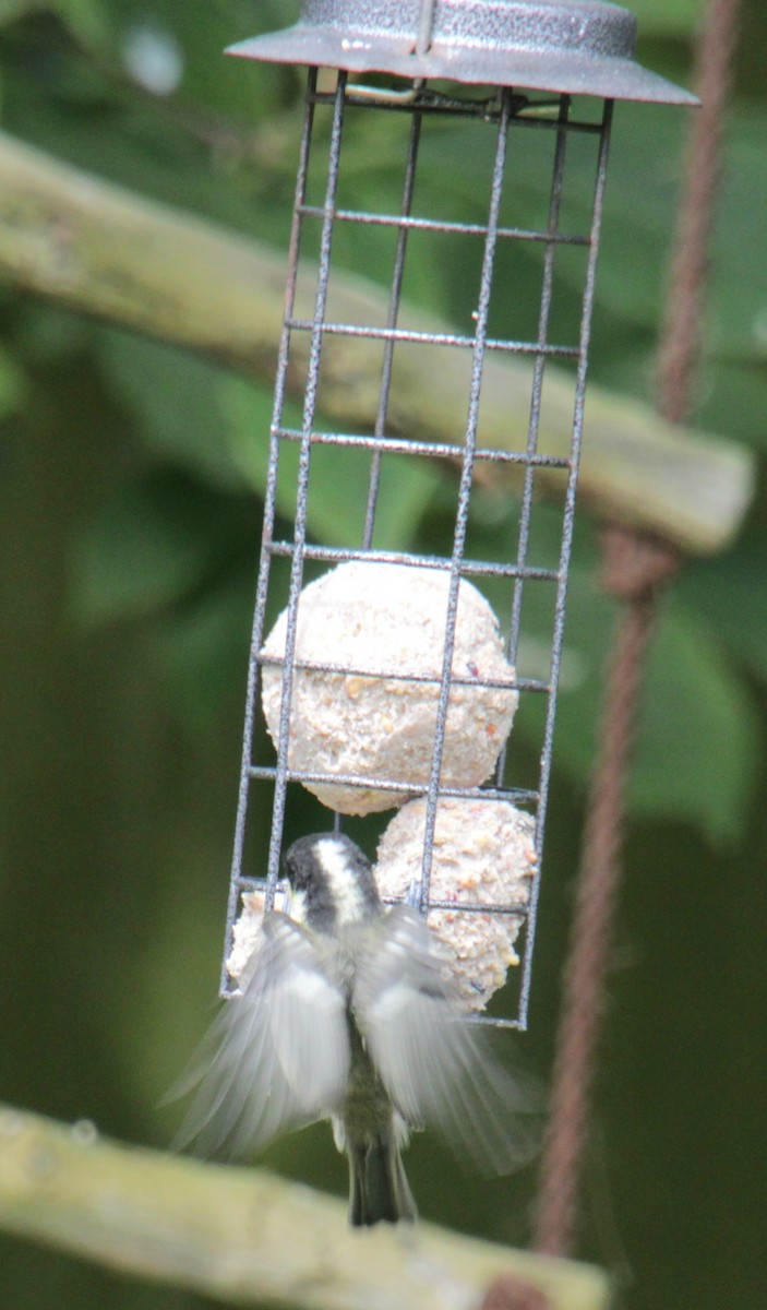 Coal Tit (British) - ML620685521