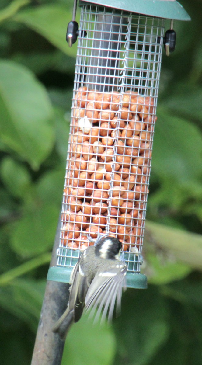 Coal Tit (British) - ML620685522