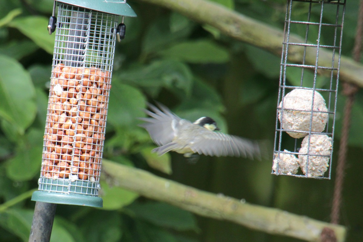 Coal Tit (British) - ML620685523