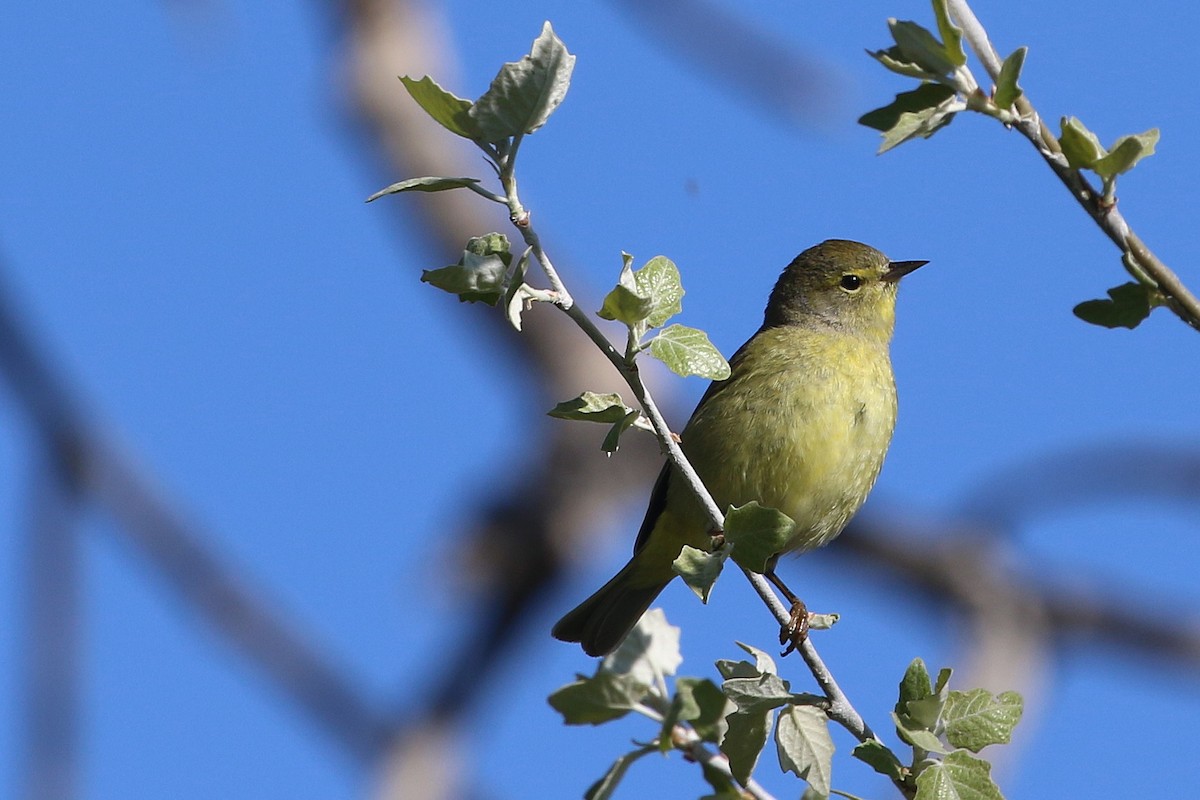 Orange-crowned Warbler - ML620685524