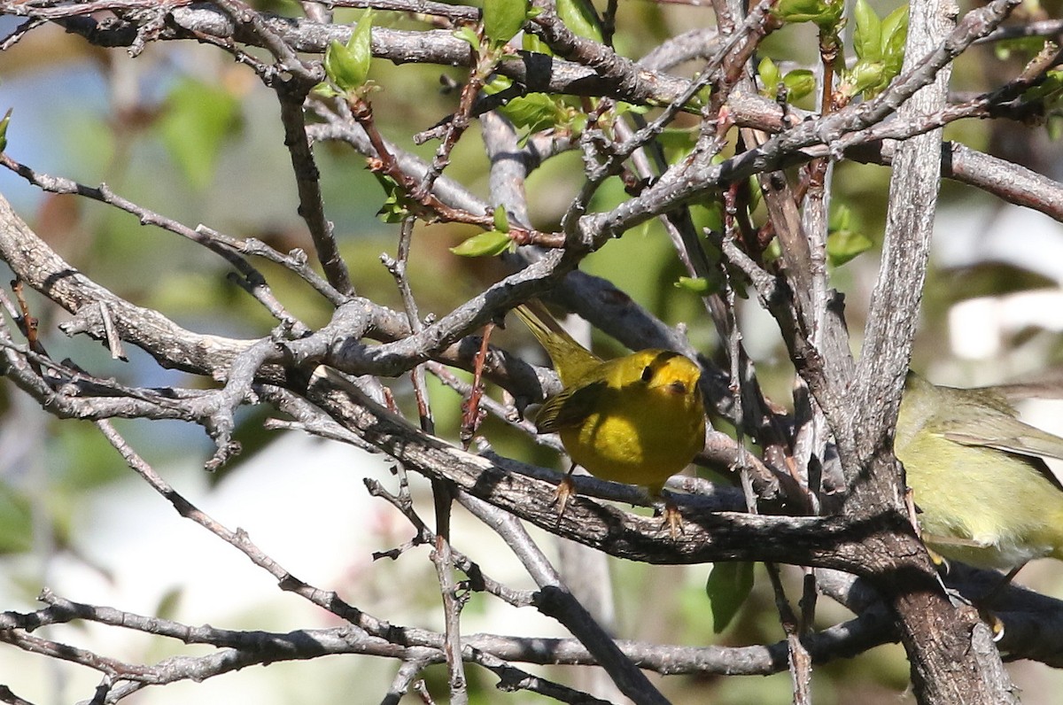 Wilson's Warbler - Mark Chavez