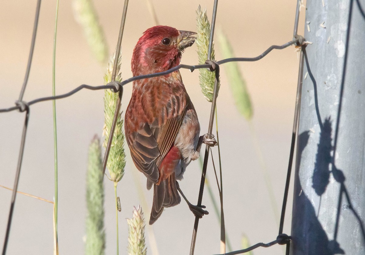 Purple Finch - ML620685528