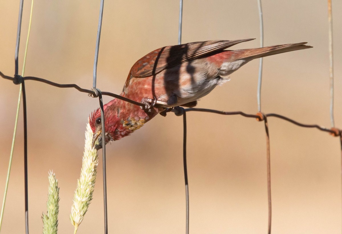 Purple Finch - ML620685529