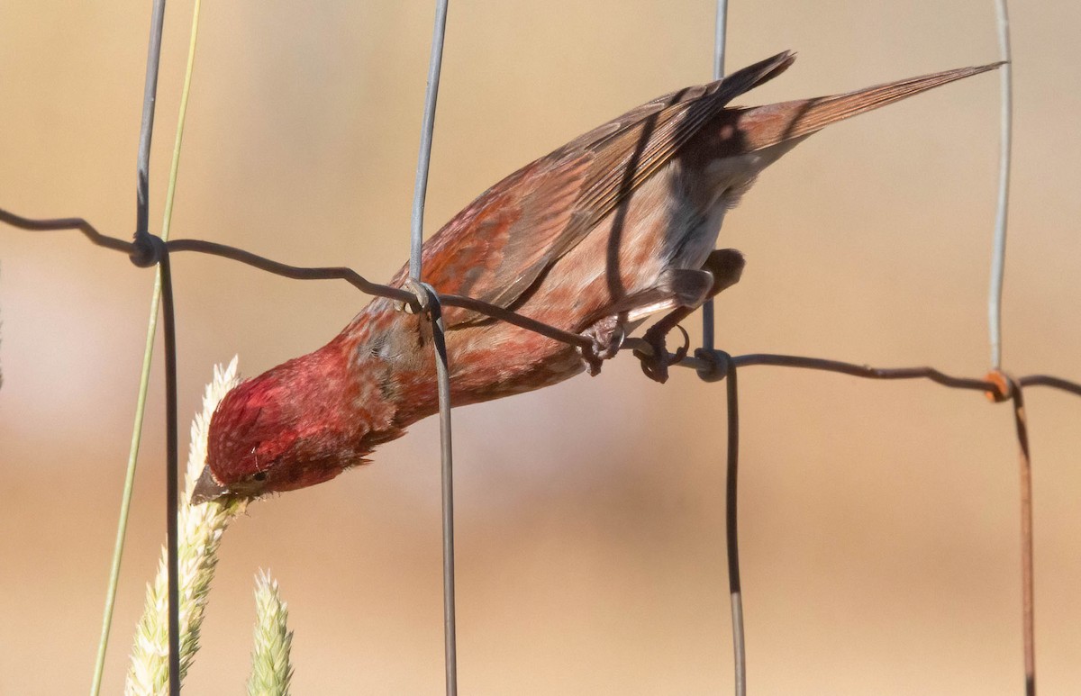 Purple Finch - ML620685530