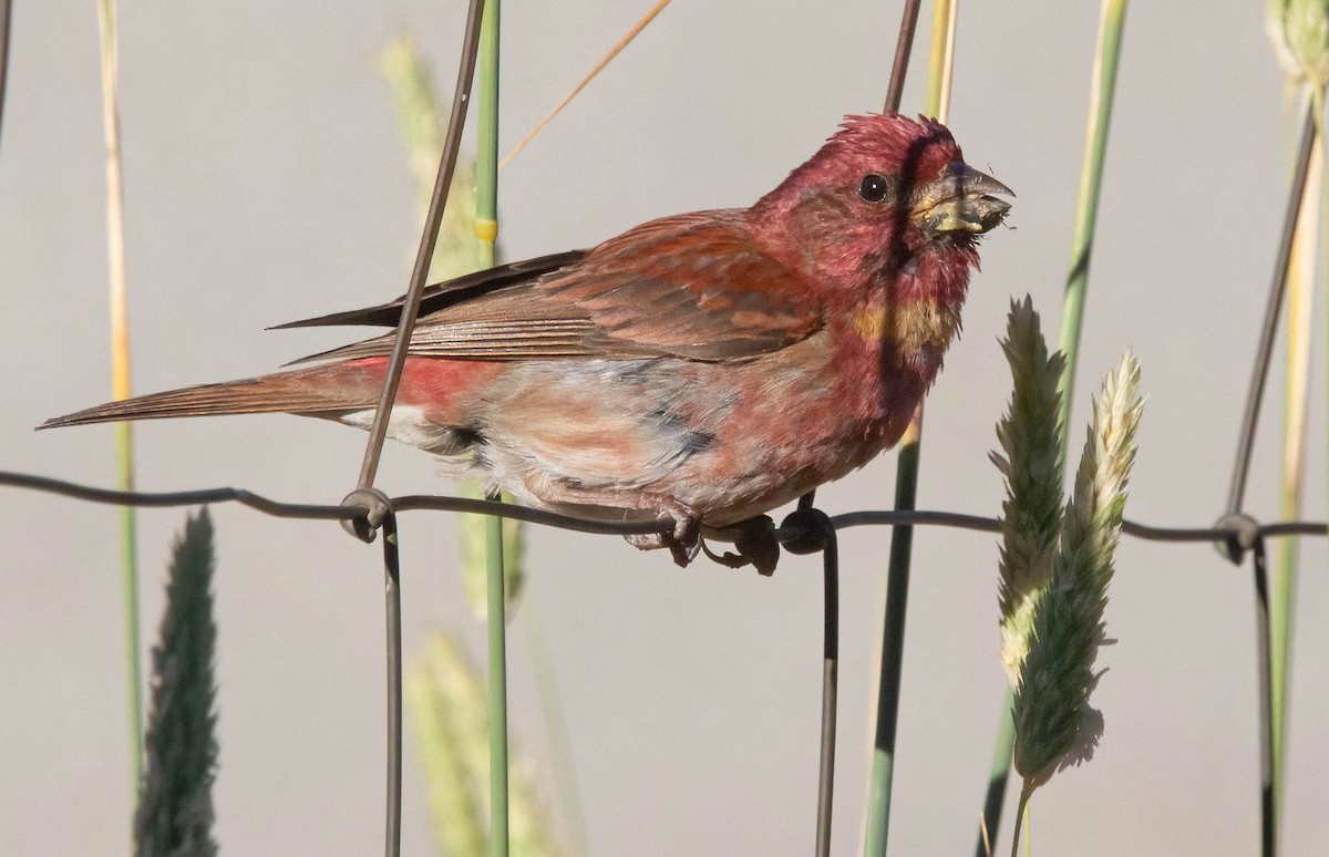 Purple Finch - ML620685532