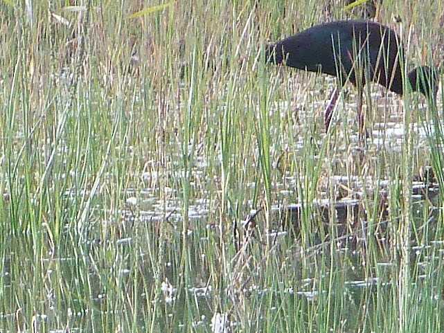 Ibis à face blanche - ML620685535