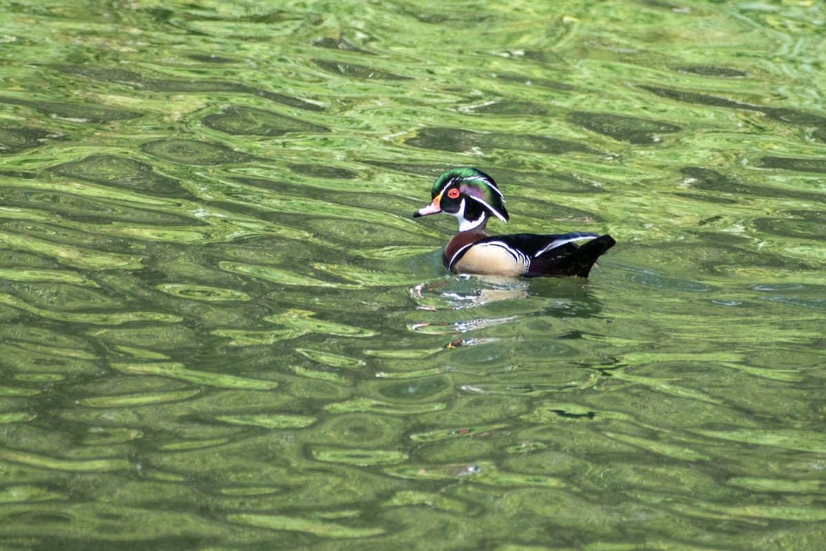 Wood Duck - ML620685536