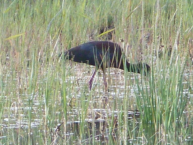 Ibis à face blanche - ML620685544