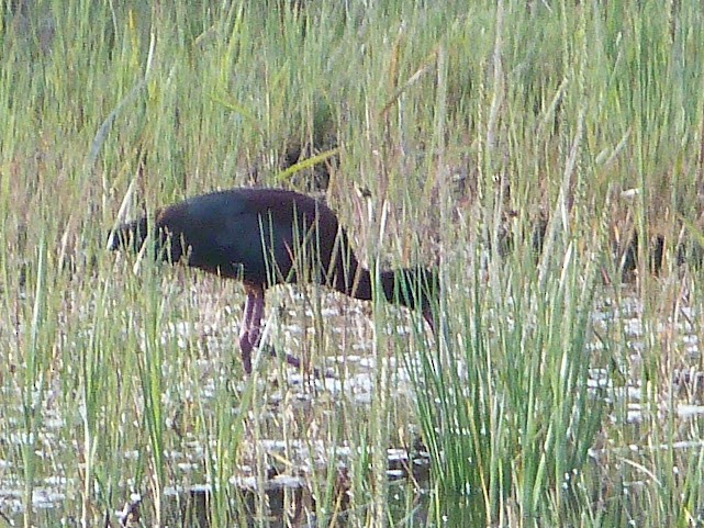 White-faced Ibis - ML620685545