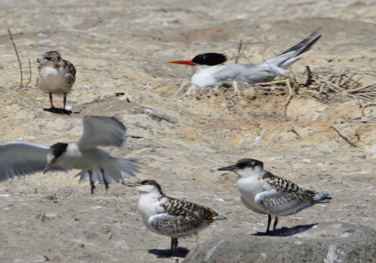 Elegant Tern - ML620685548