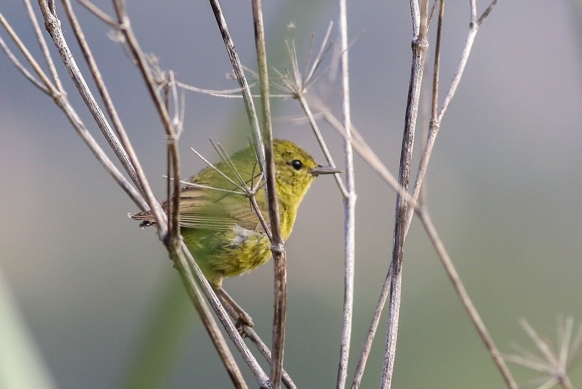 Orange-crowned Warbler - Debbie Parker