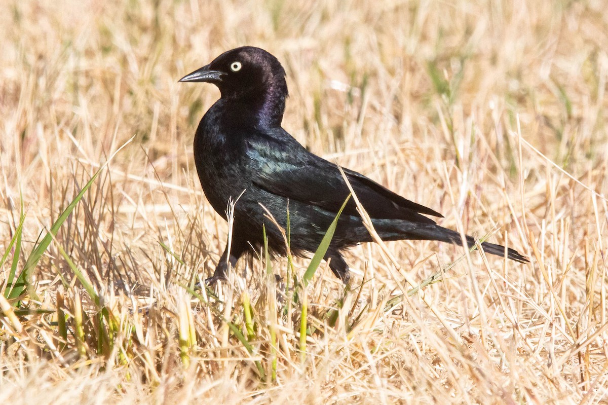 Brewer's Blackbird - ML620685553