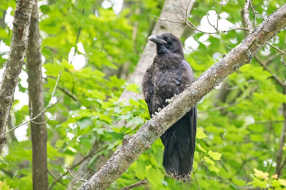 Common Raven - ML620685555