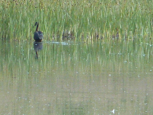 White-faced Ibis - ML620685560