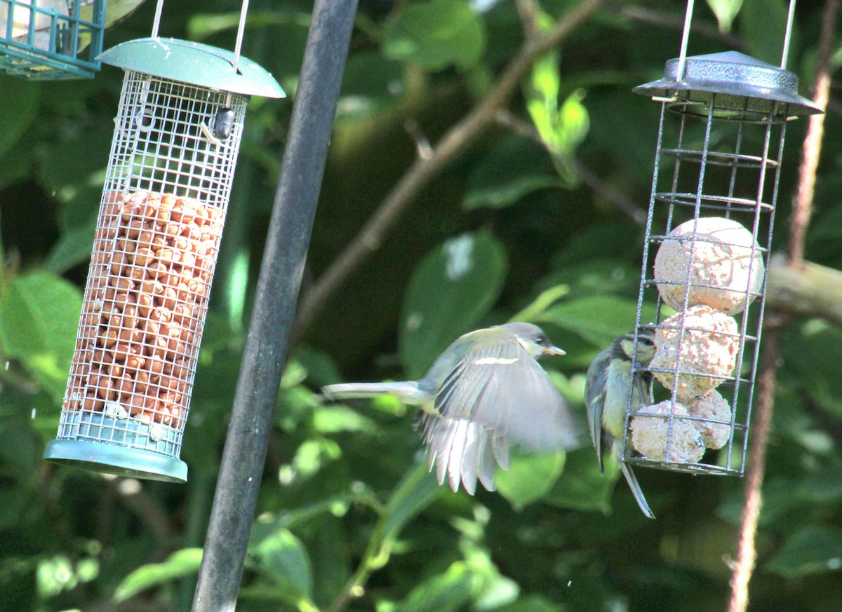 Great Tit (Great) - ML620685563