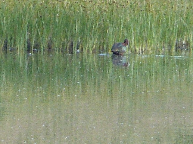 White-faced Ibis - ML620685564