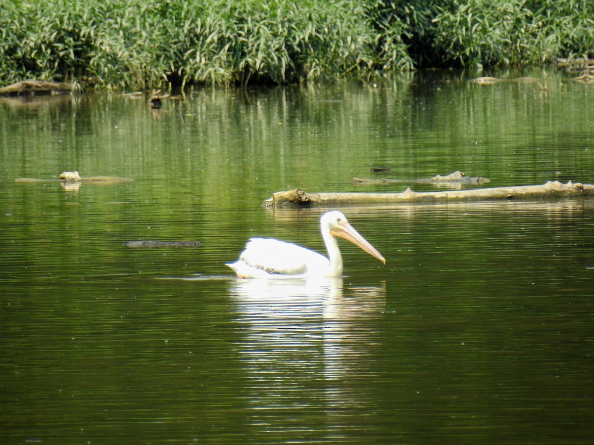 American White Pelican - James Holsinger