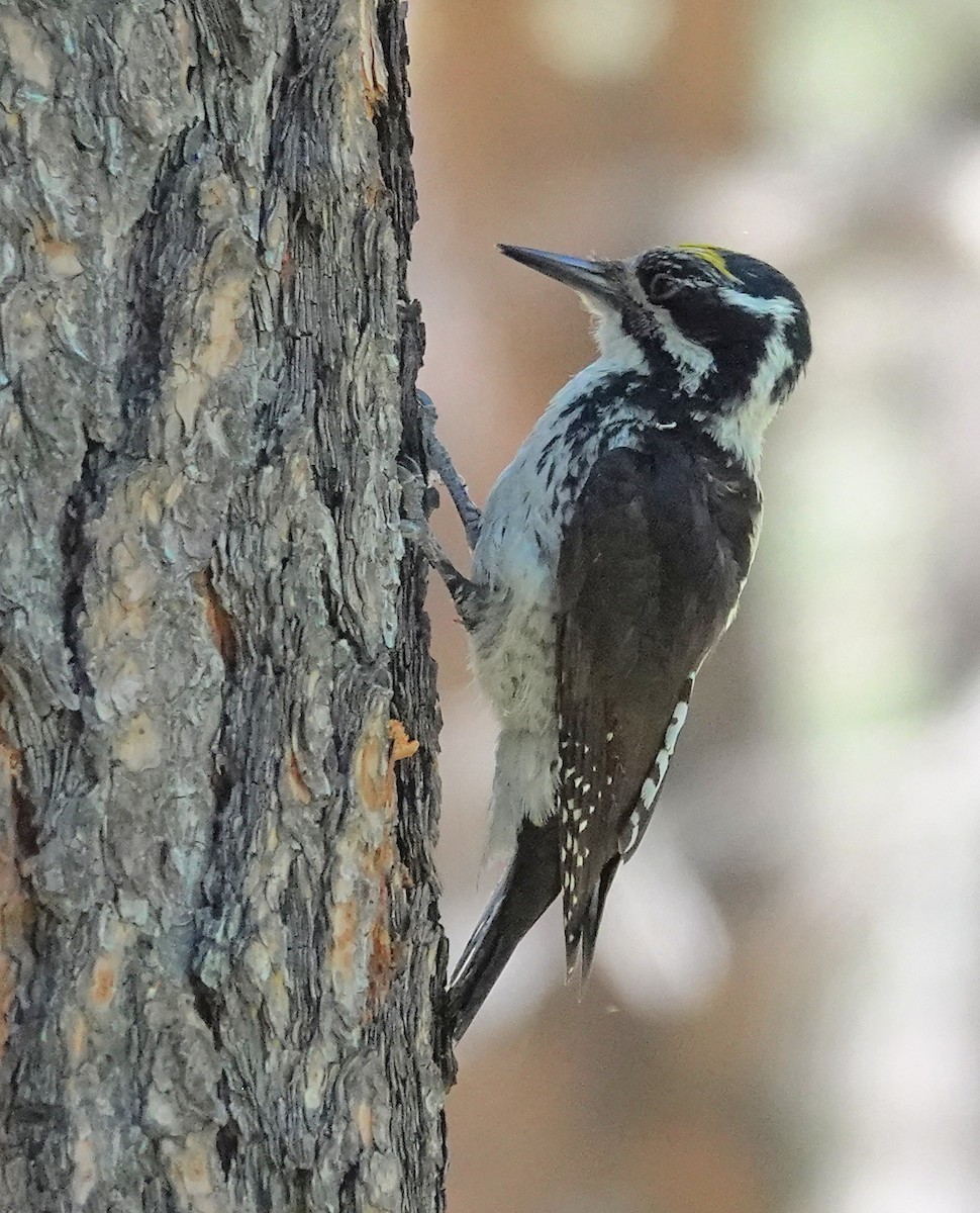 American Three-toed Woodpecker - Joey Kellner