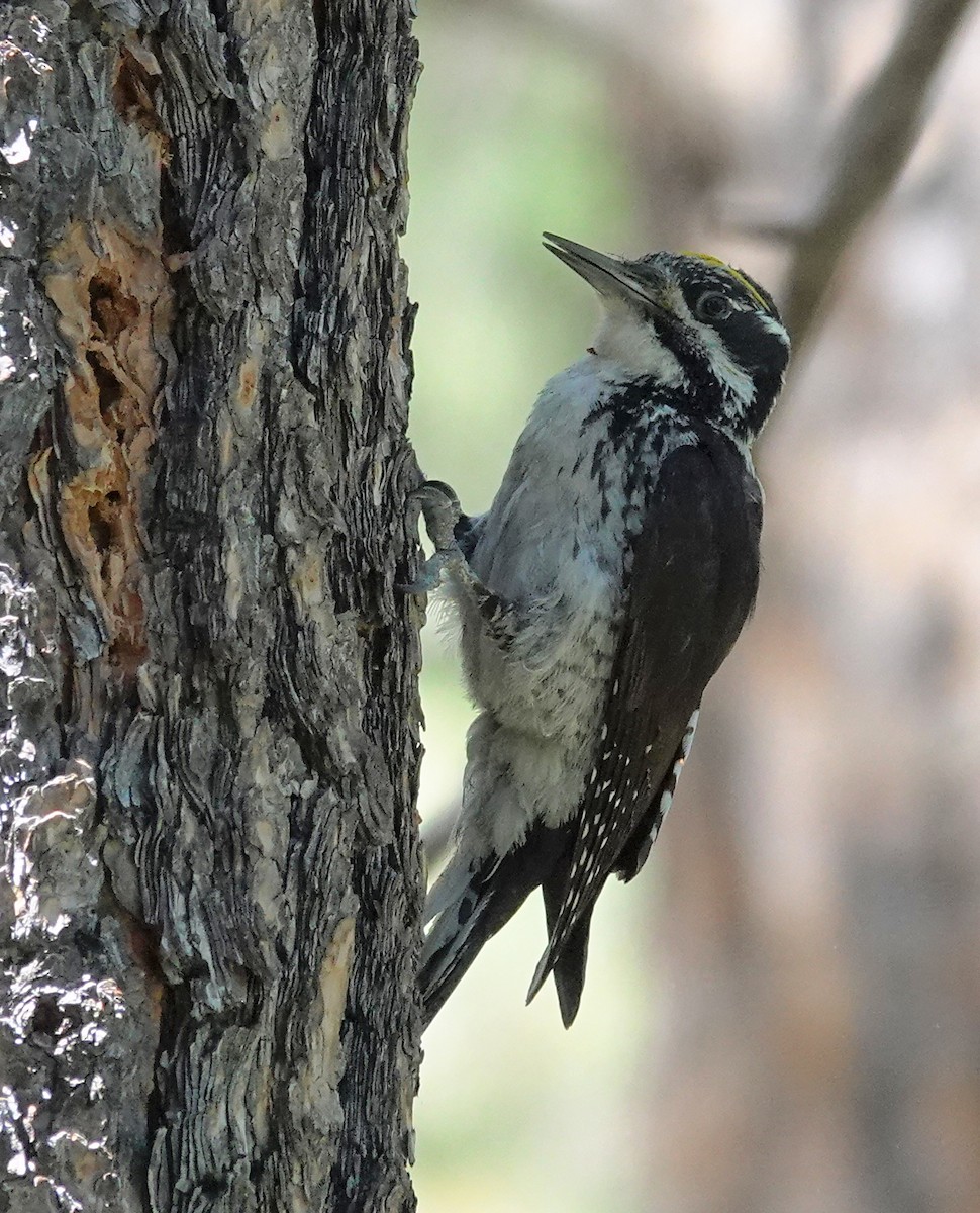 American Three-toed Woodpecker - ML620685588