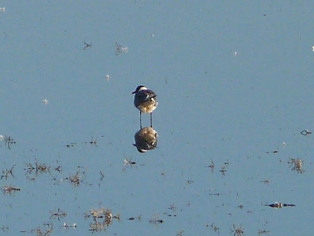 Franklin's Gull - ML620685589